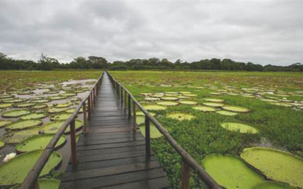 Pantanal